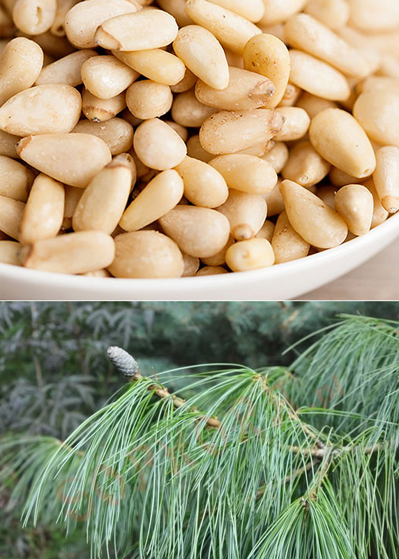 Сосна кедровая Арманда