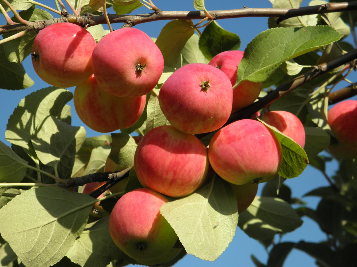 Яблоня Августа