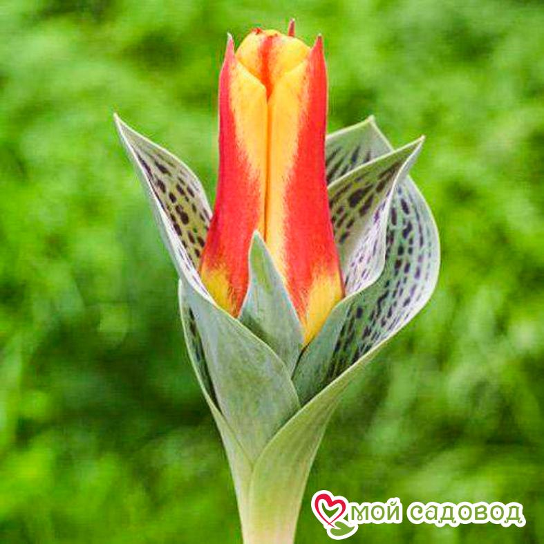 Тюльпан Грейга Бон Бини