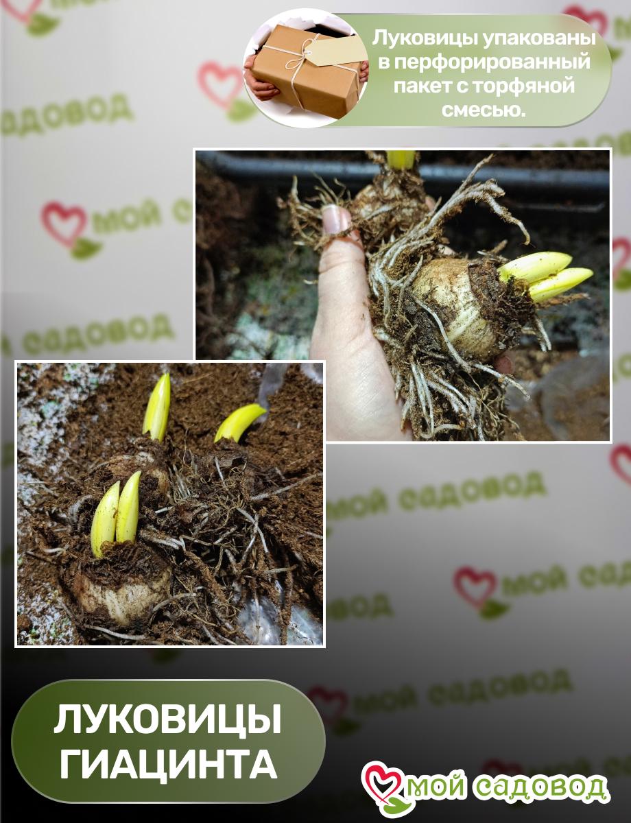 Гиацинт Дрим Трейл