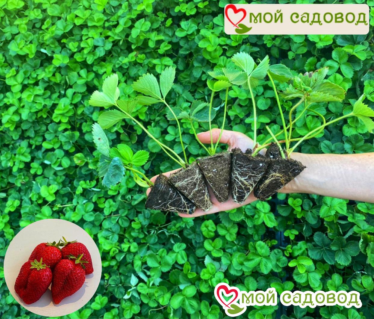 Клубника Черничный Фреш